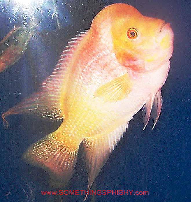 Flowerhorn - Ultra Gold Monster KOK - 11 inch